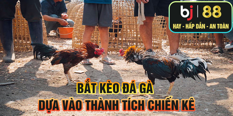 Bắt kèo đá gà dựa vào thành tích chiến kê