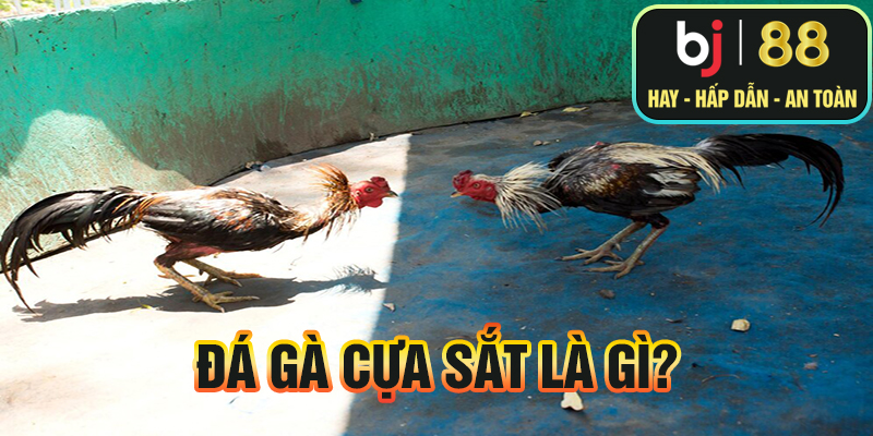 Đá gà cựa sắt là gì?