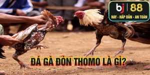 Đá gà đòn Thomo là gì?