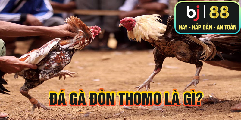 Đá gà đòn Thomo là gì?