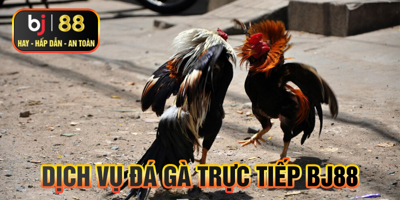 Dịch vụ đá gà trực tiếp BJ88
