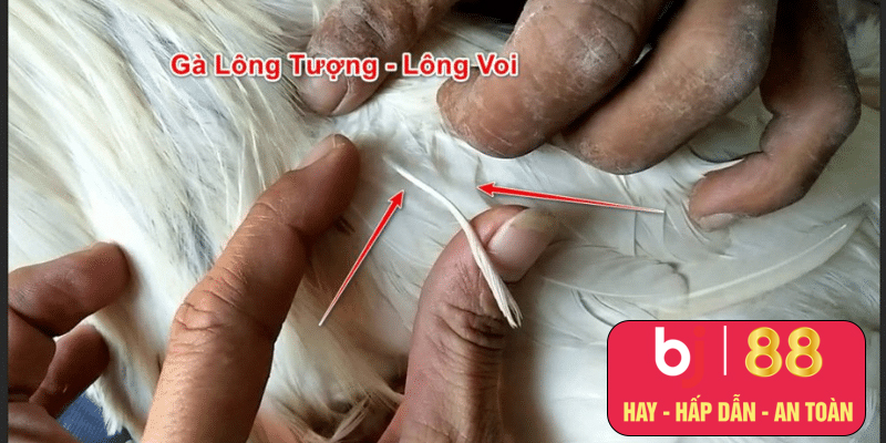 Gà lông voi được hiểu như thế nào?