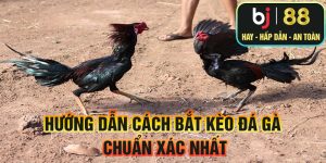 Hướng dẫn các cách bắt kèo đá gà chuẩn xác nhất