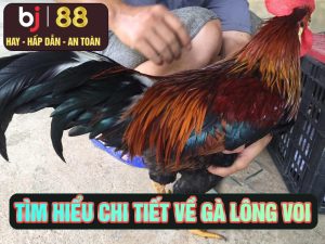 Khám Phá Gà Lông Voi