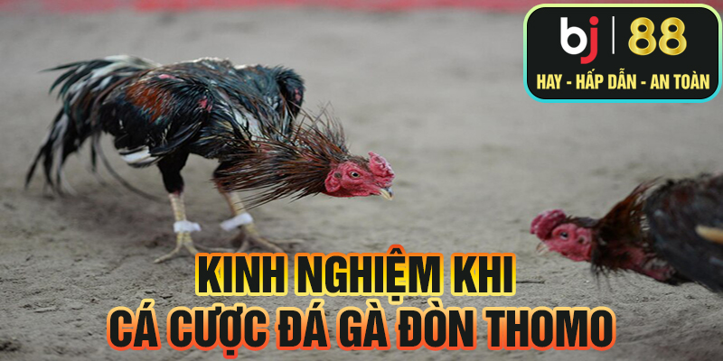 Kinh nghiệm khi cá cược đá gà đòn Thomo