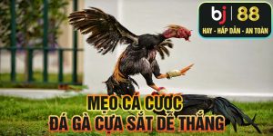 Mẹo cá cược đá gà cựa sắt dễ thắng